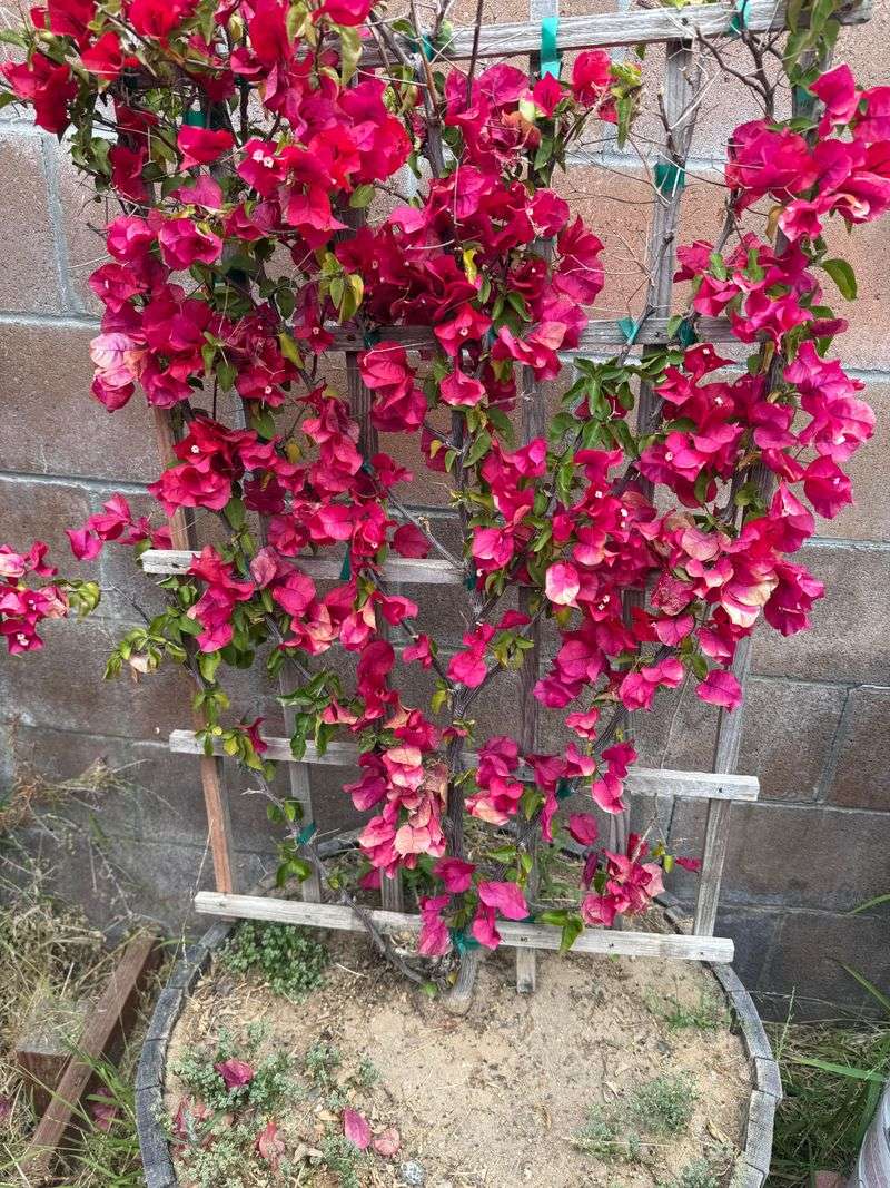 Let Soil Dry Out Deeply Between Watering Cycles