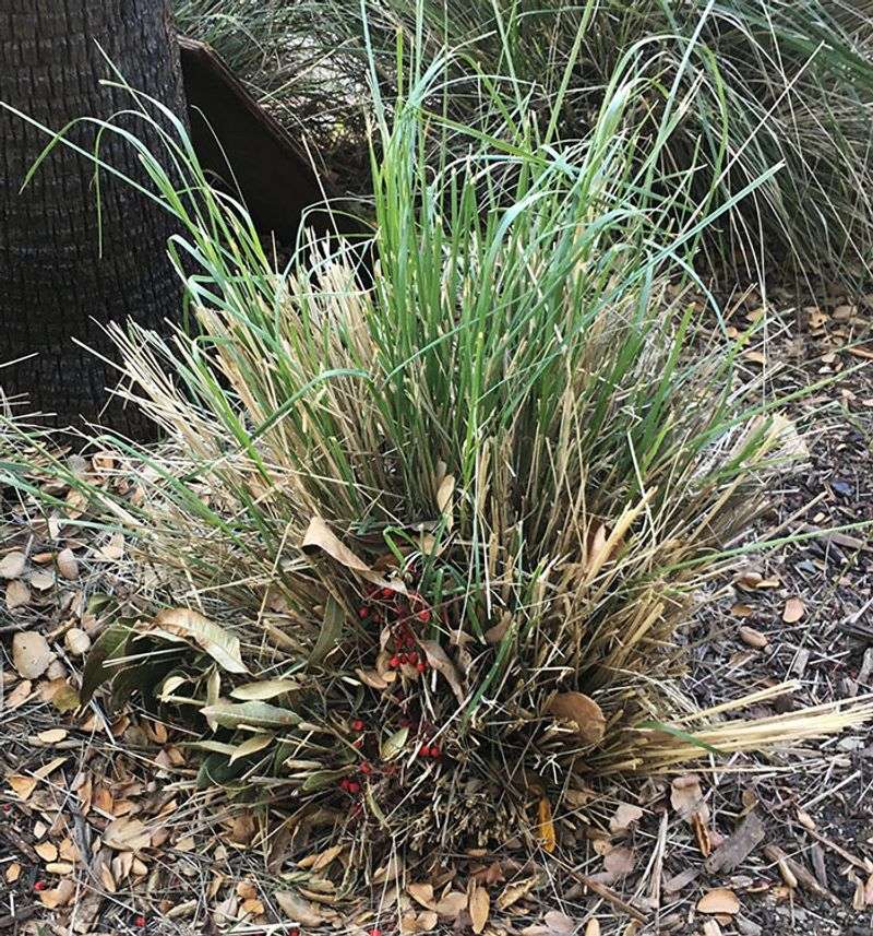 Aftercare Tips For Strong Spring Growth