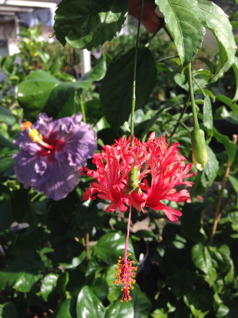 Tropical Vs. Hardy Hibiscus: Pruning Rules Are Different
