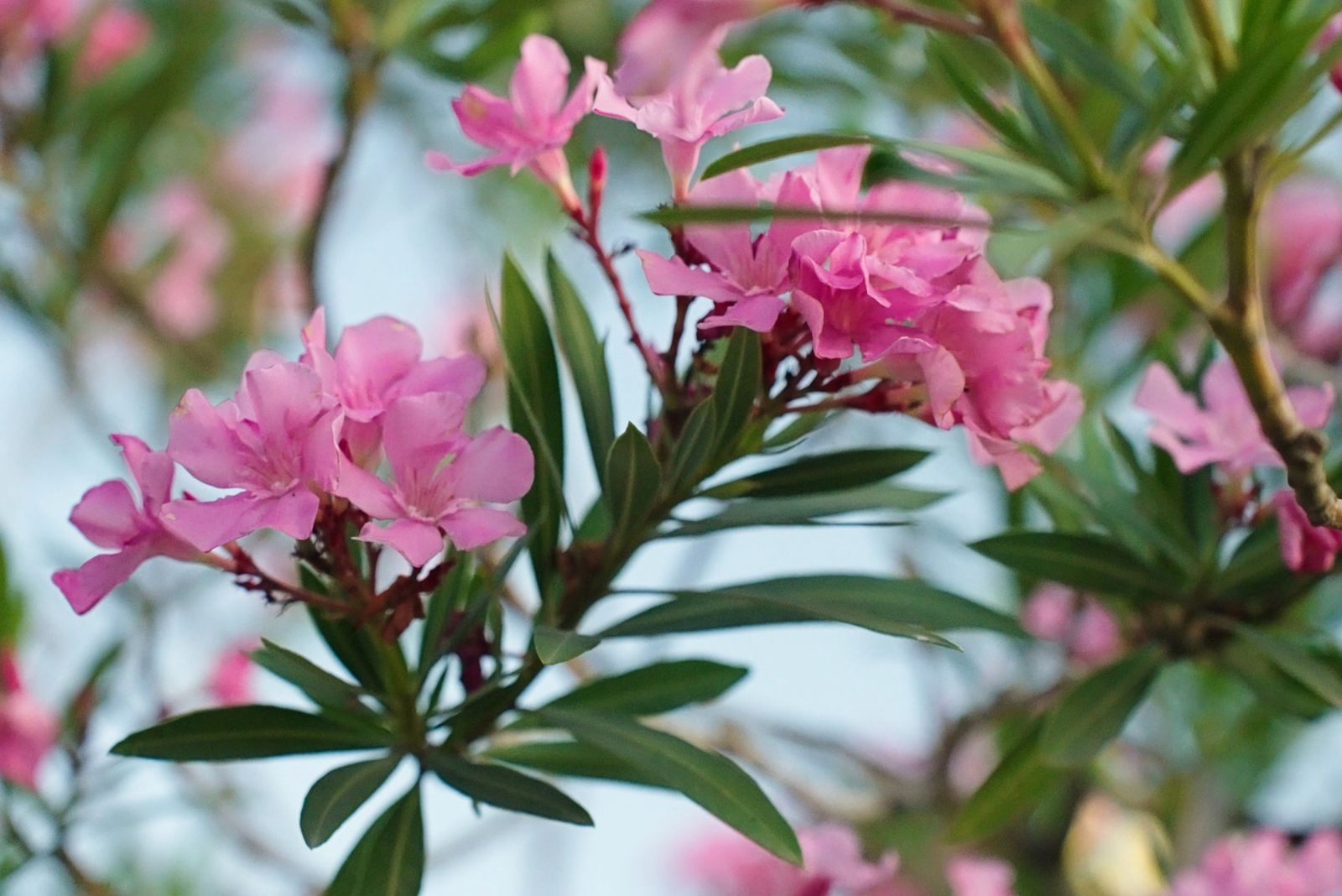 oleander