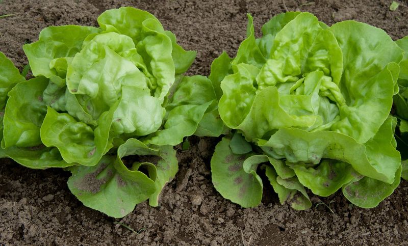 Lettuce Grows Fast And Stays Fresh All Season