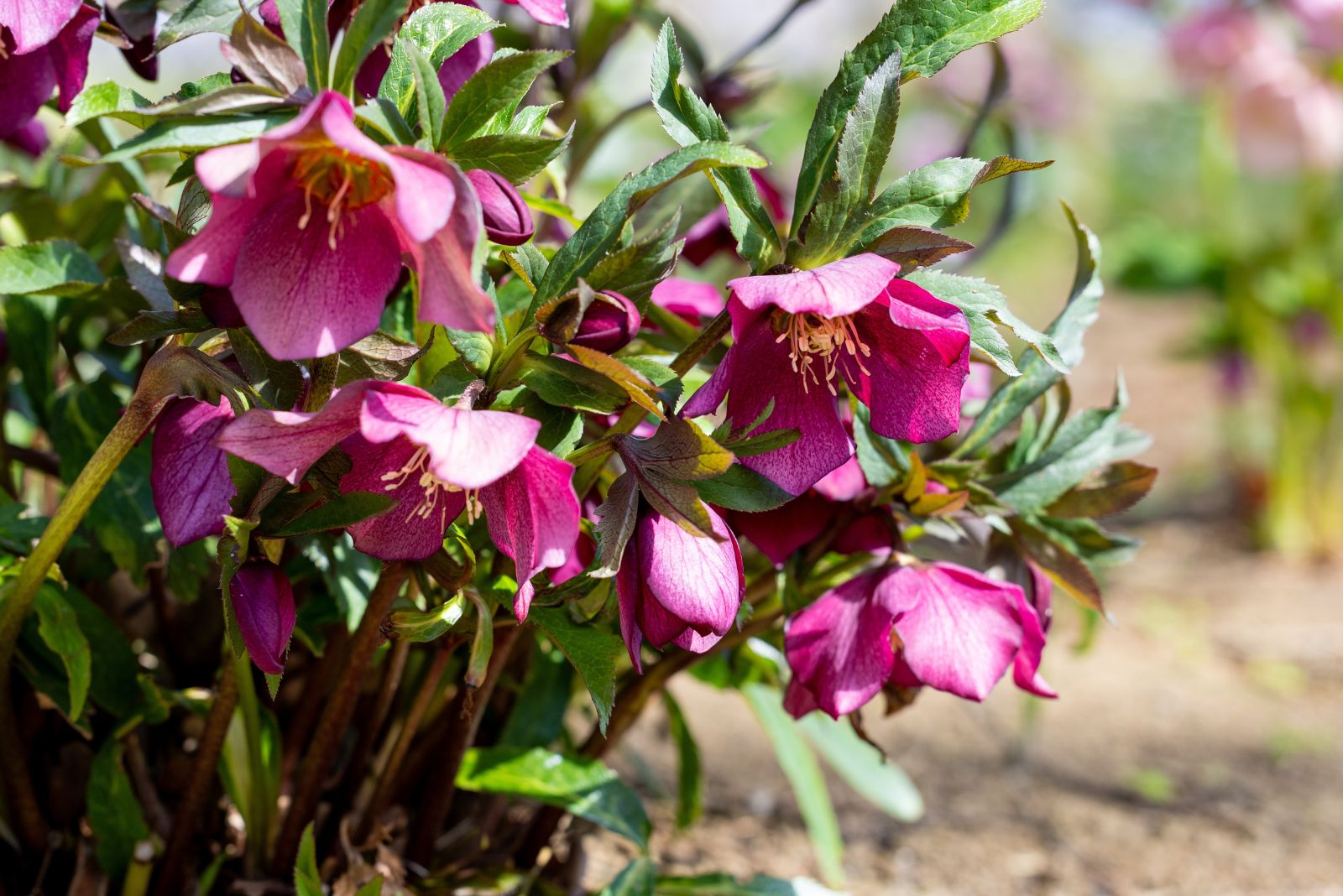hellebores