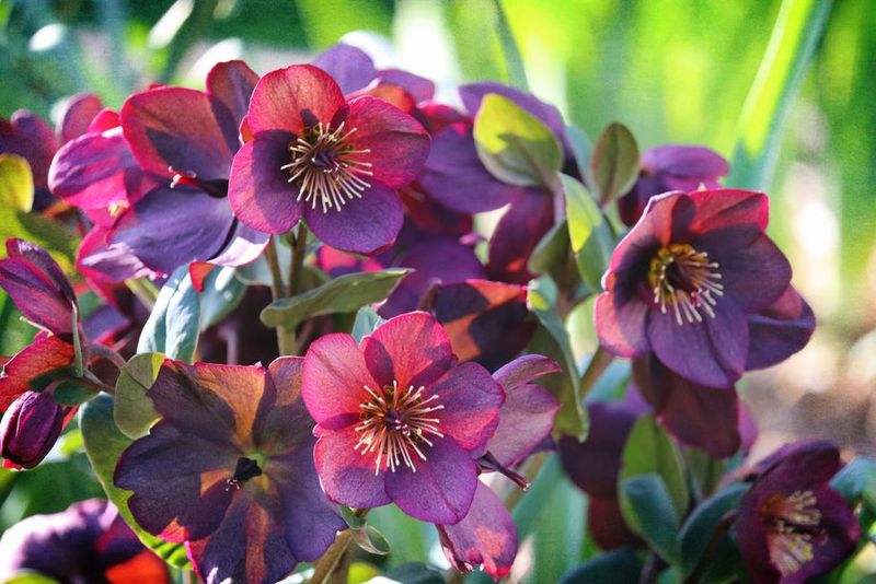 Hellebores 