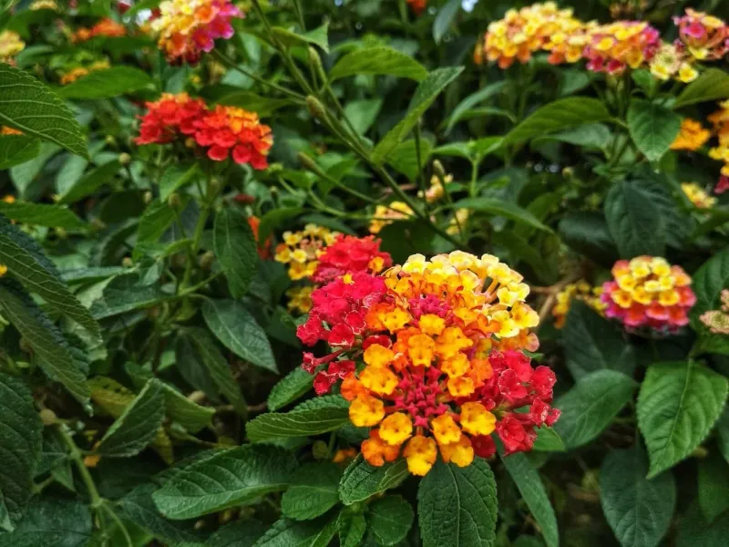 Lantana (Lantana Camara)