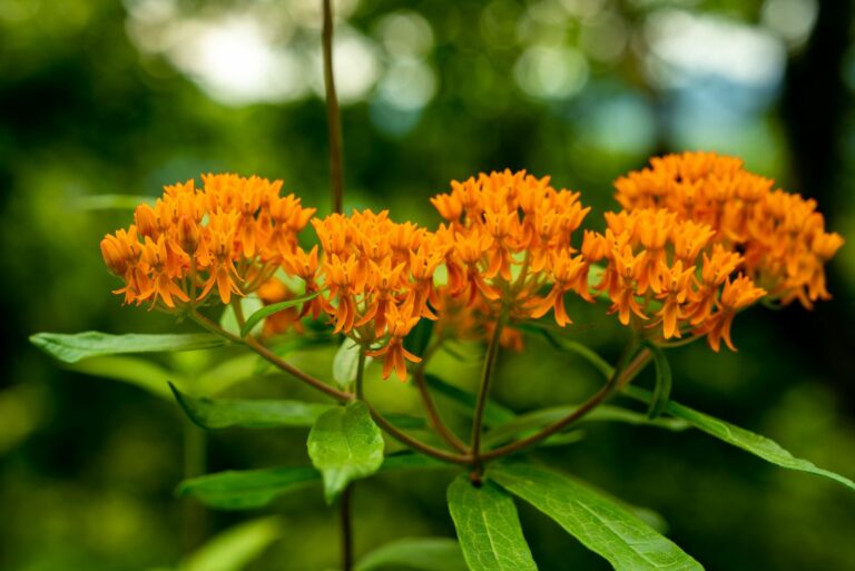 butterfly weed