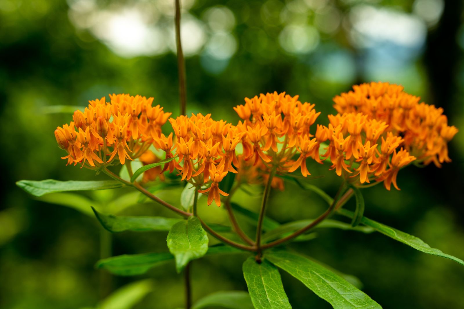 butterfly weed