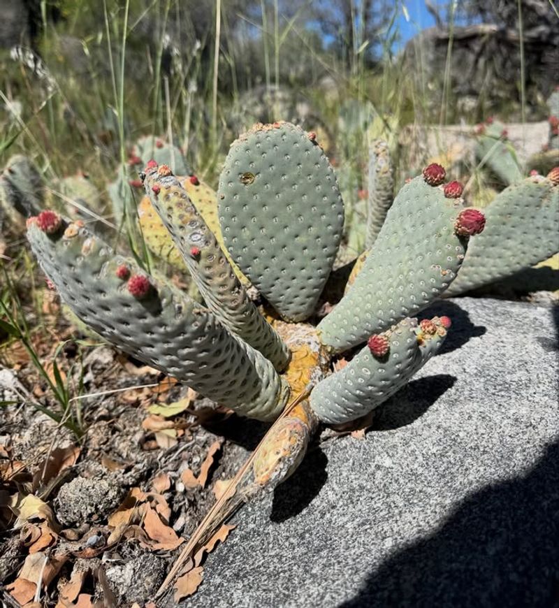 Prickly Pear (Opuntia Spp.)