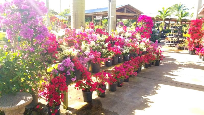 Flamingo Road Nursery Overflowing With Massive Blooms