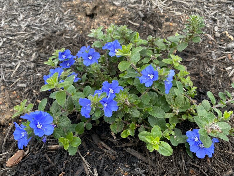 Blue Daze Spreads Gentle Color Through Sunny Spaces