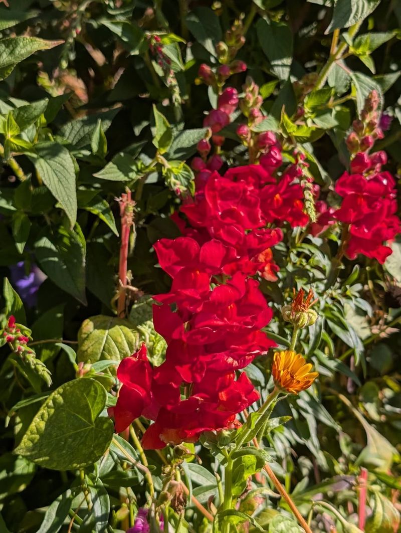 Salvias Fill Florida Gardens With Buzz And Color