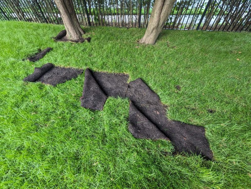 They Use Their Strong Claws To Flip Turf