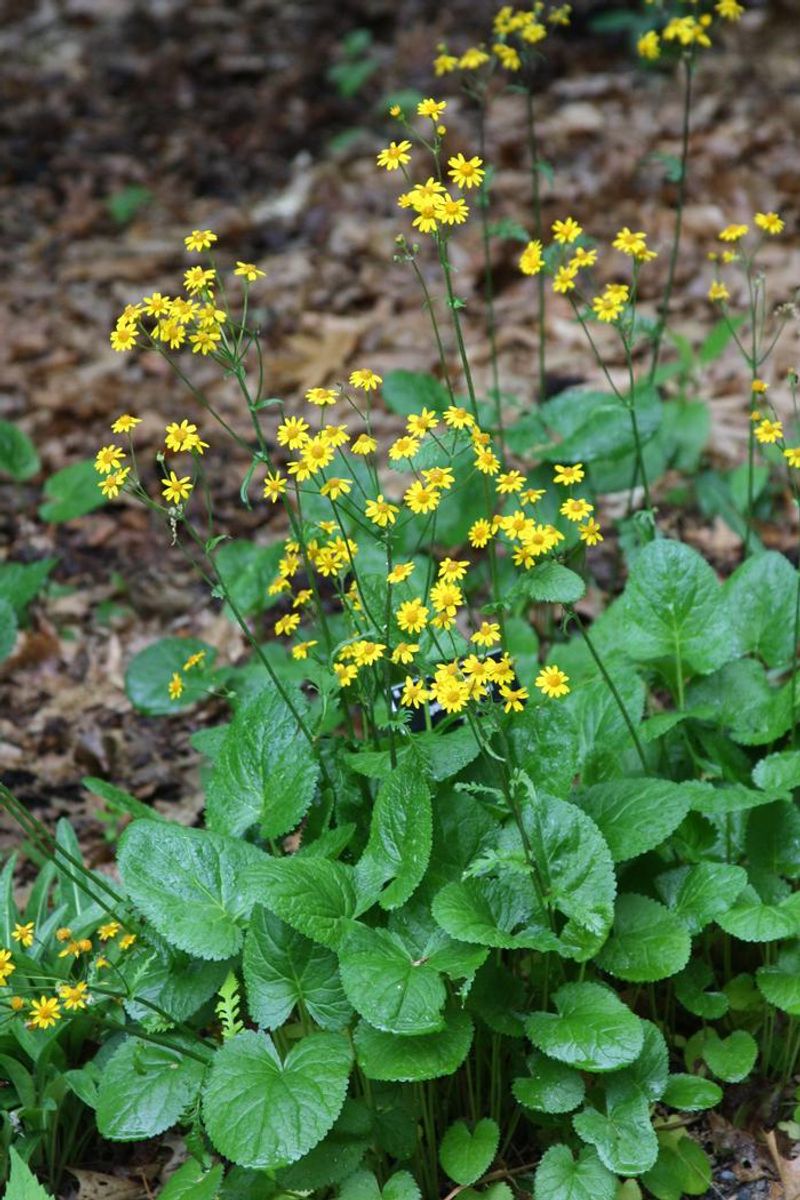Set Golden Groundsel In Moist Clay Borders