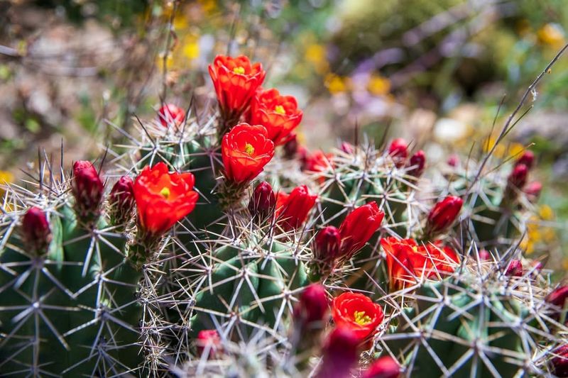 Claret Cup Cactus