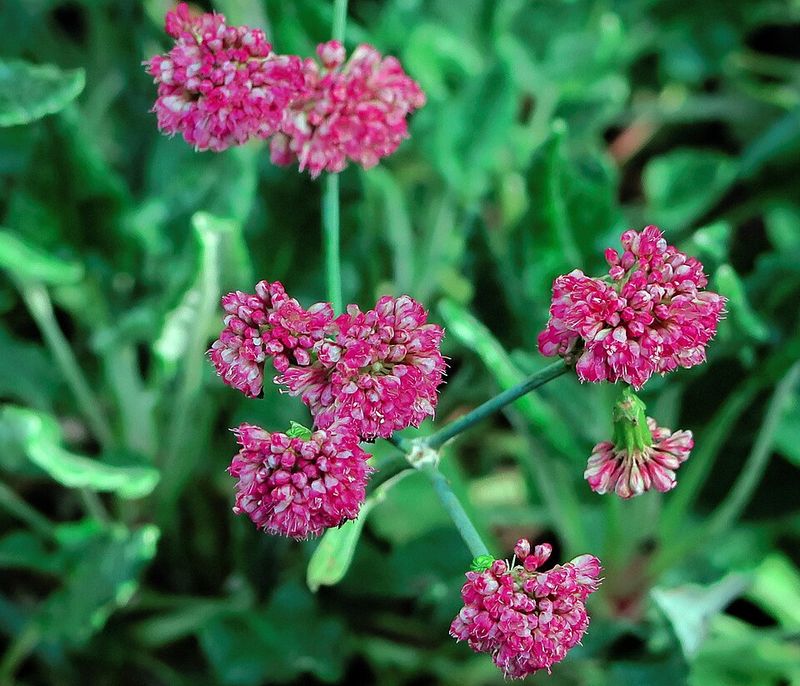 Red Buckwheat Brings Rosy Blooms And Texture