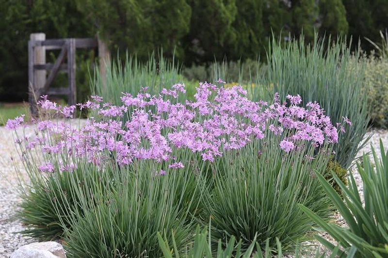 Society Garlic (Tulbaghia violacea)