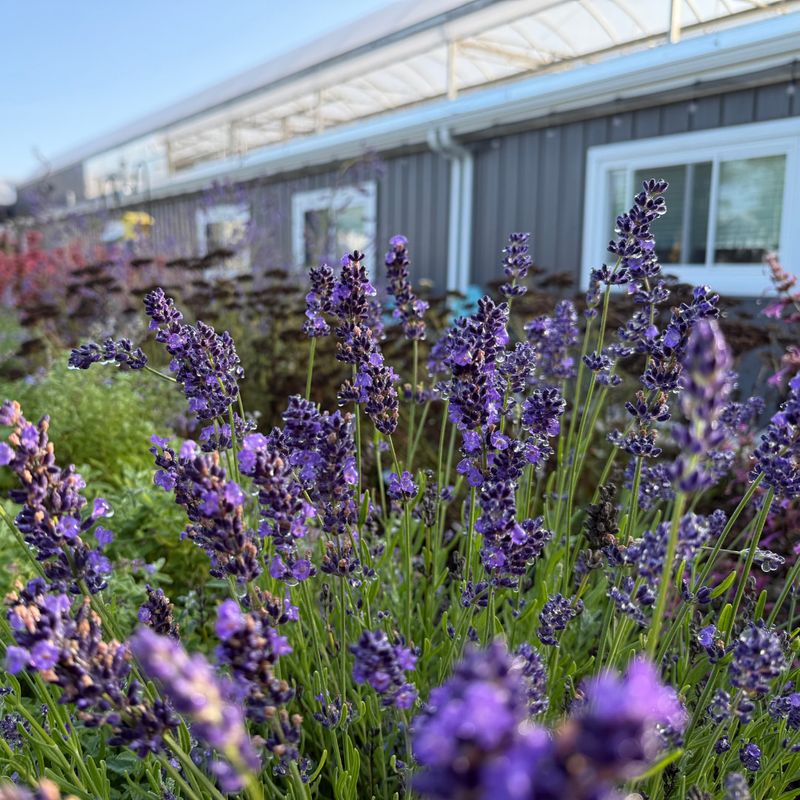 Lavender (Lavandula)