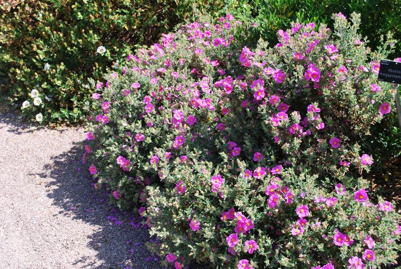 Rockrose (Cistus)