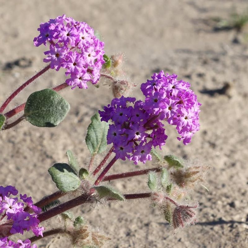 Desert Sand Verbena Spreads Bright Magenta Flowers Across Dry Containers