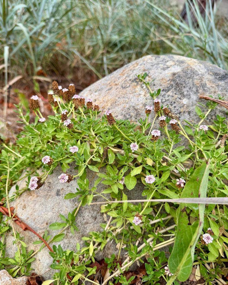 Arizona Frogfruit Spreads Quickly And Welcomes Pollinators