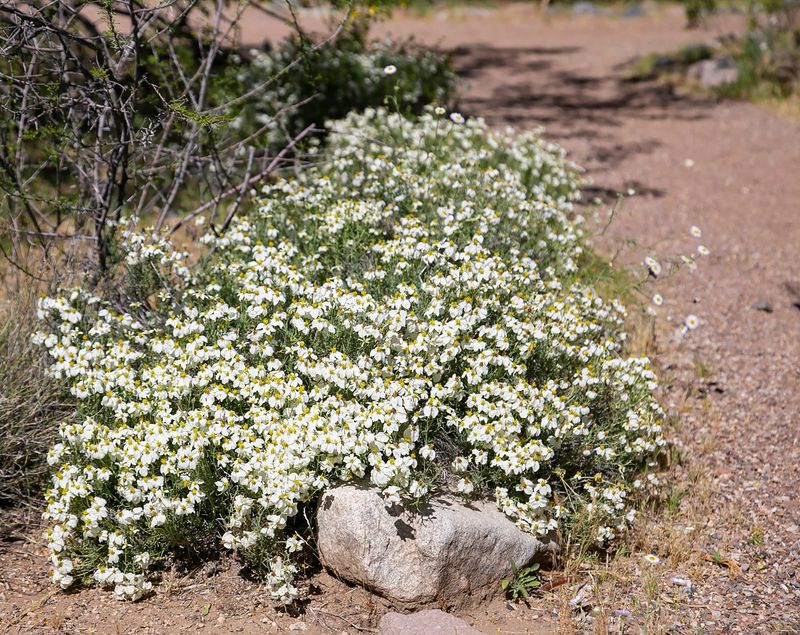 Desert Zinnia Keeps A Low Shape And Bright Flowers