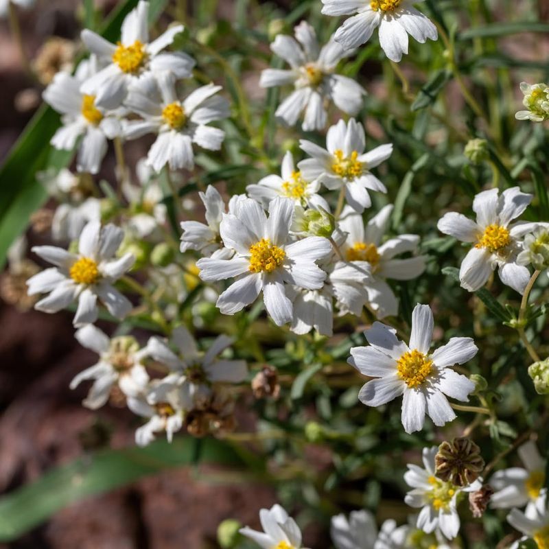 Blackfoot Daisy Thrives In Sunny Well Drained Soil