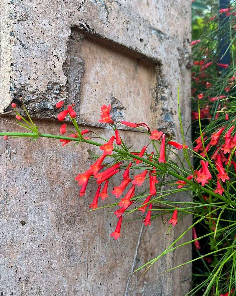 Firecracker Plant Brings Bold Color And Handles Heat Like A Pro