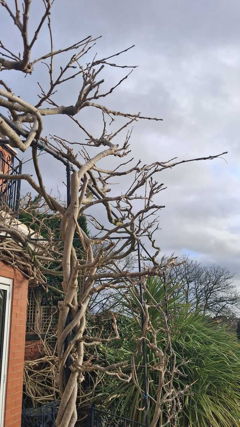 Trim Back Excess Growth To Improve Airflow And Light