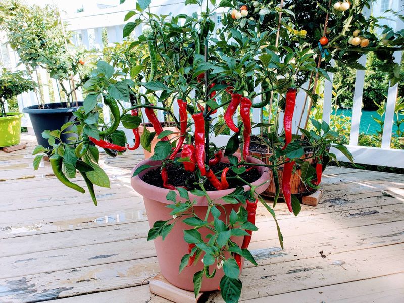 Grow Hot Peppers That Love Florida Heat