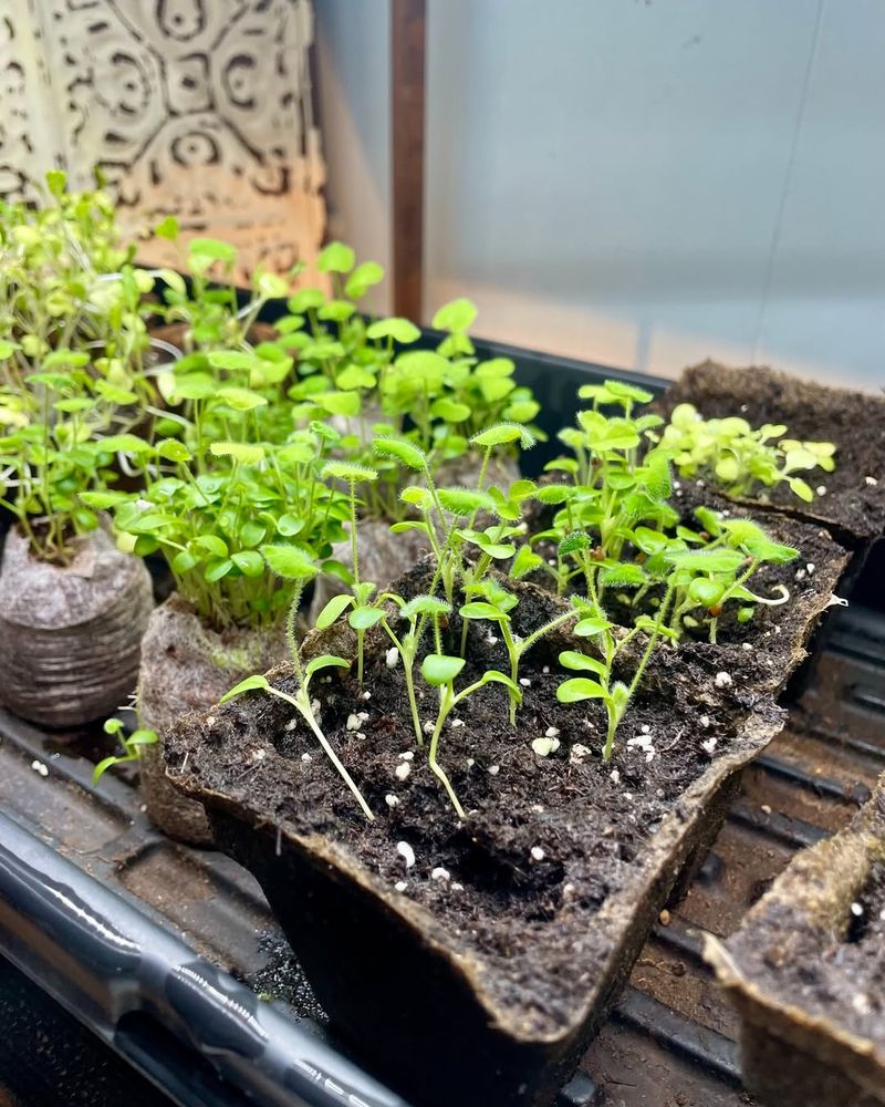 Start Warm Season Crops Indoors