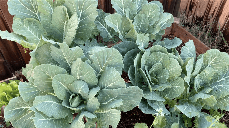 Plant A Second Round For Fall (July–August)