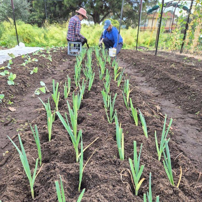Plant Seedlings Deep For Longer White Stems