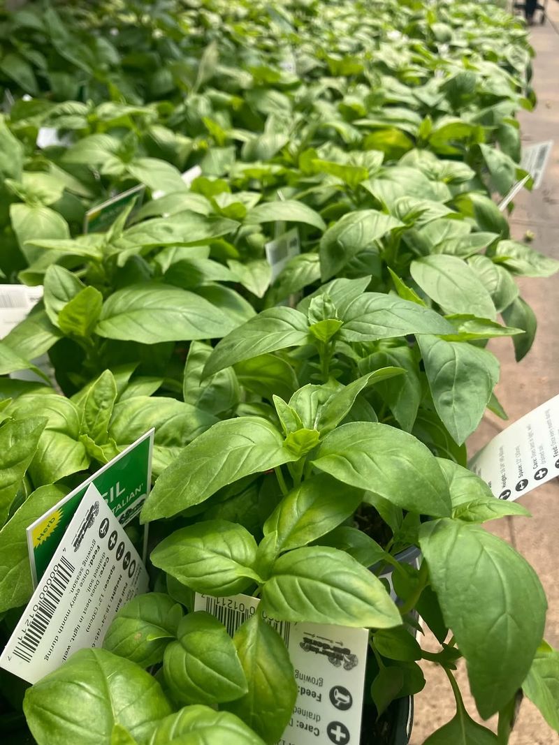 Plant Basil In Full Sun And Well-Drained Garden Soil