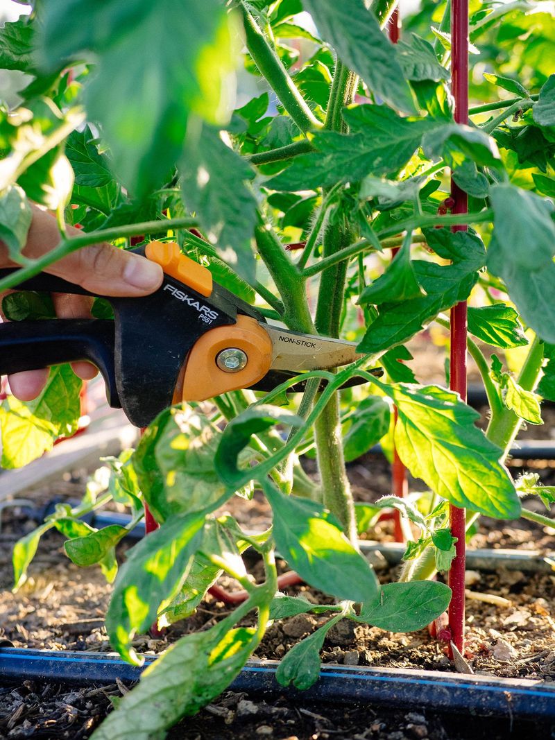 Prune And Maintain Plants During The Waning Phase For Slower Regrowth