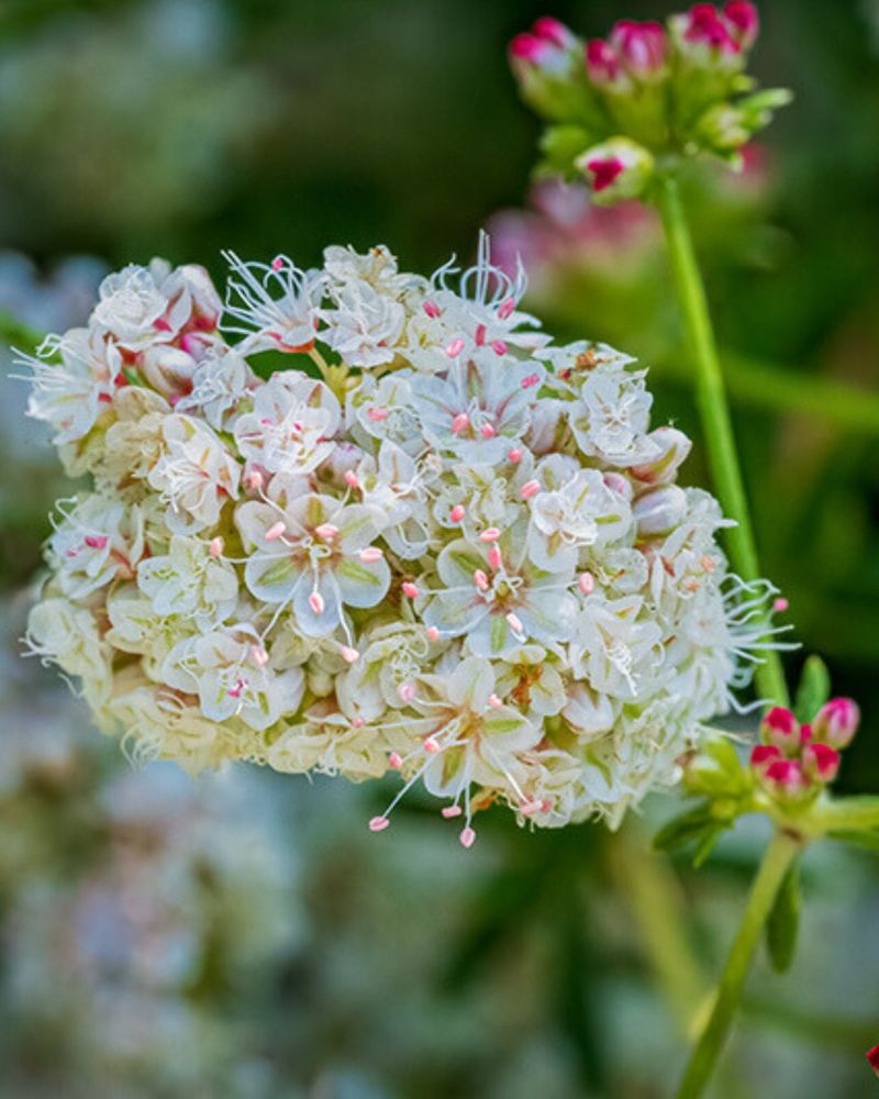 Energy Goes Into Flowers Or Seeds