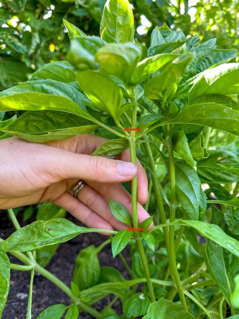 Harvest Often To Keep Your Basil Bushy And Productive