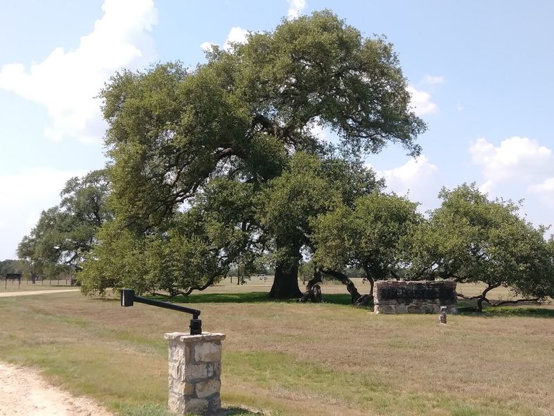 Sam Houston Oak (Huntsville)