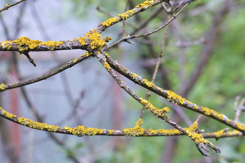 Pests And Diseases Can Interfere With Flowers