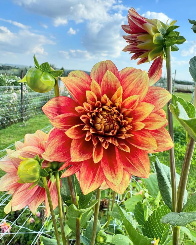 Dinnerplate Dahlia