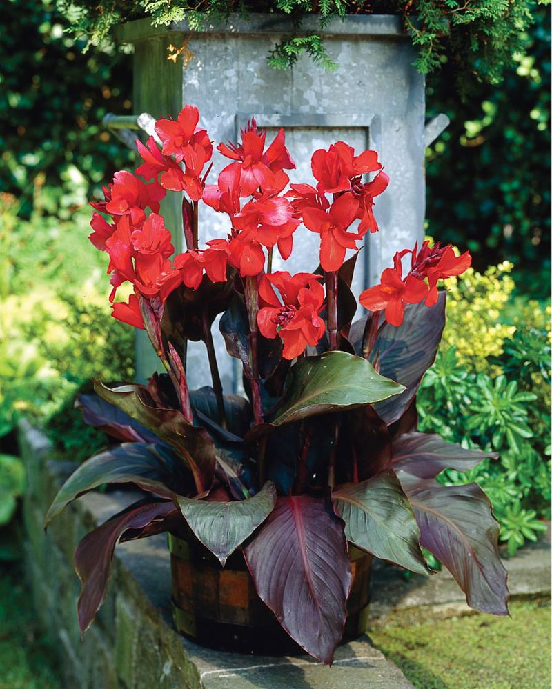Canna Lily