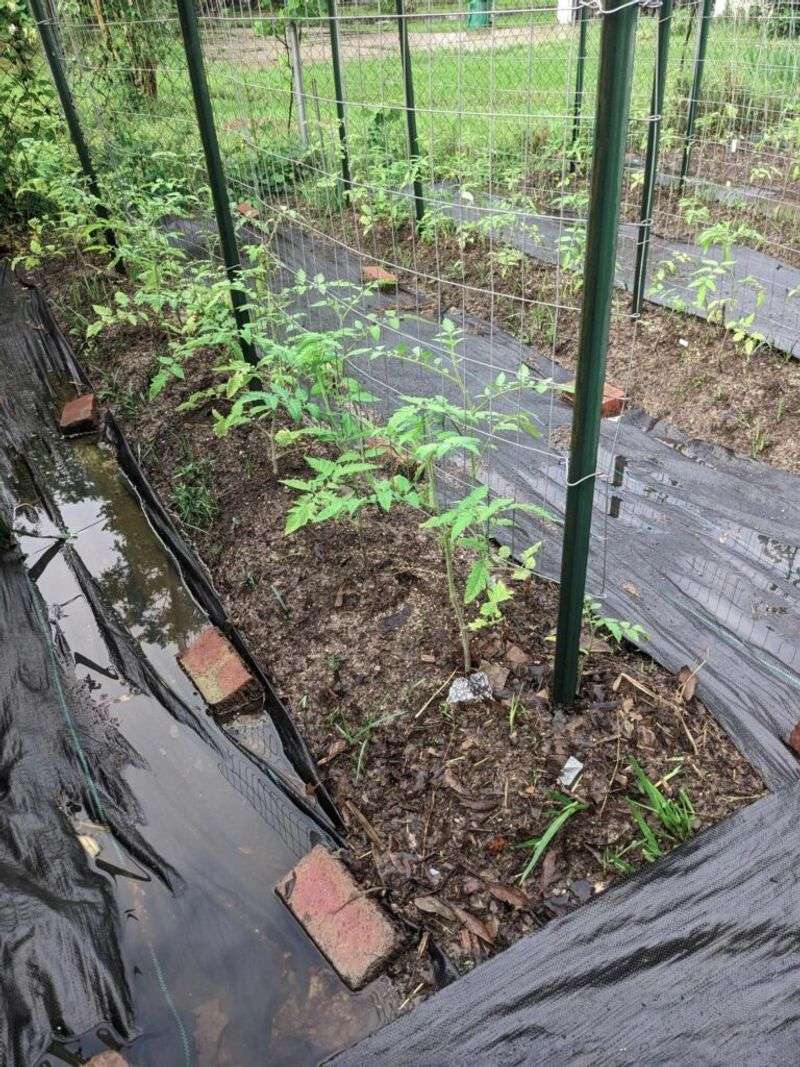 Wet Ground Can Cause Root Trouble In A Hurry