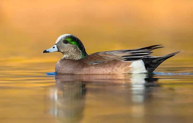 American Wigeon The Quirky Pond Visitor