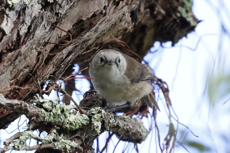 Check Carefully Before Touching Any Nest