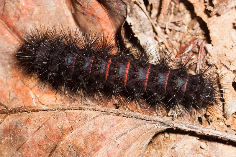 Giant Leopard Moth Caterpillar