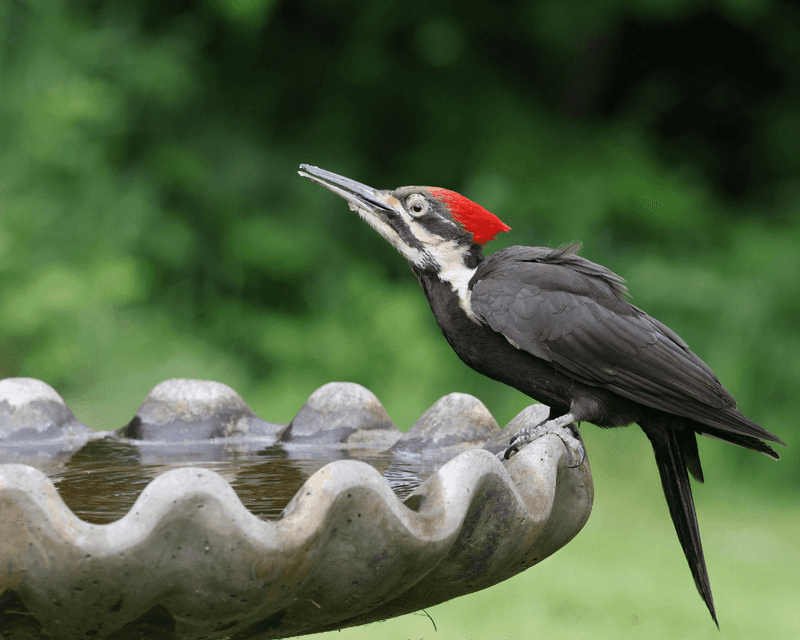 Males Drum To Attract Mates