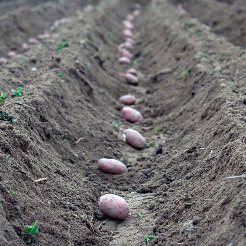 Trench And Mound Method That Encourages Robust Tubers