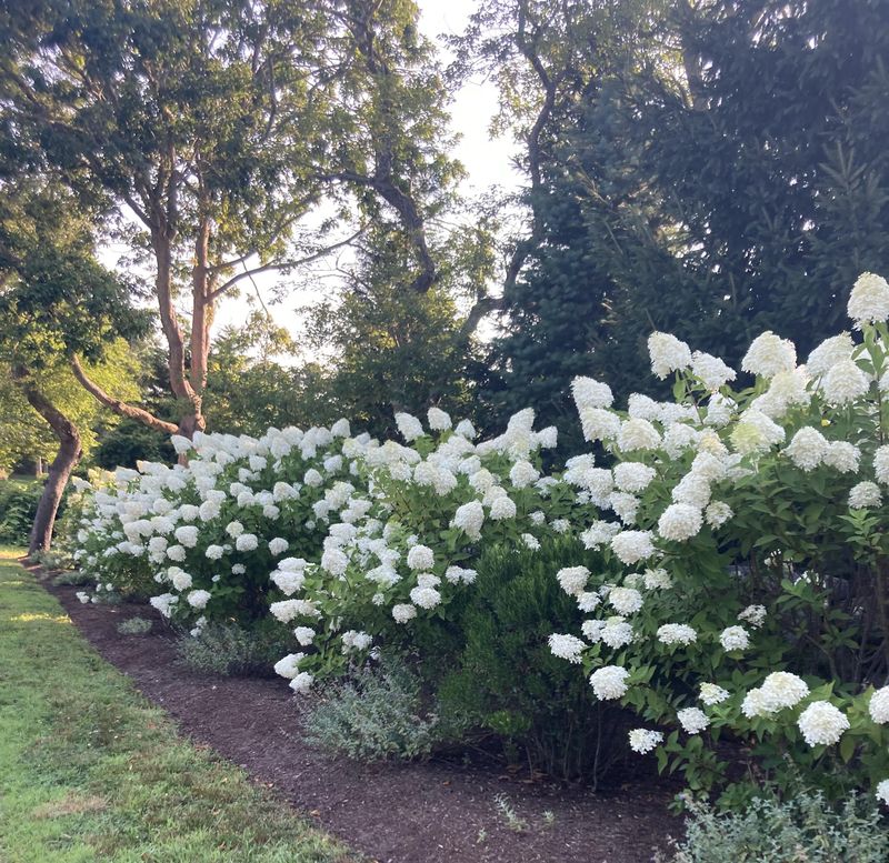 Common Mistakes To Avoid When Cutting Back Panicle Hydrangeas