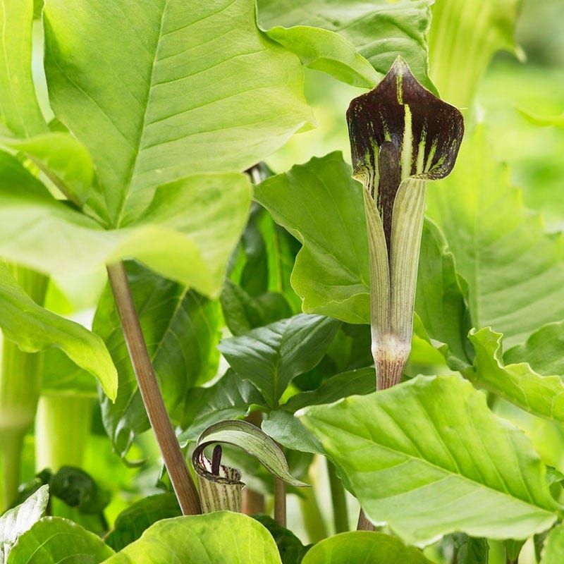 Jack-in-the-Pulpit Adds Woodland Whimsy