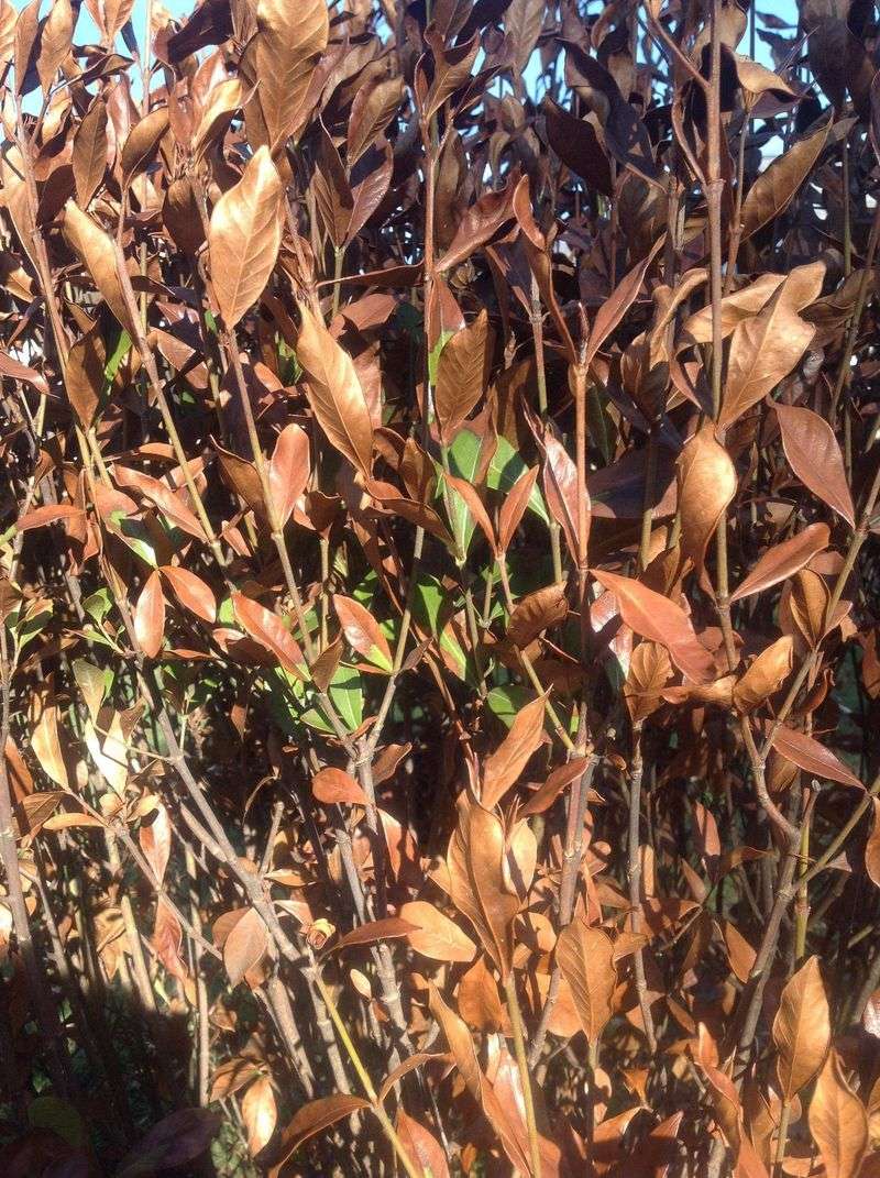 Remove Winter-Damaged Or Weak Gardenia Stems