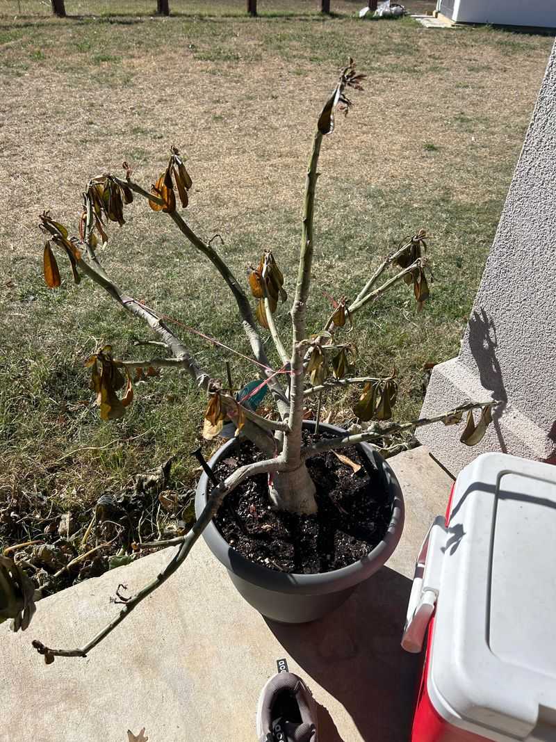 Avoid Cutting Into Healthy Tissue While Saving Buds