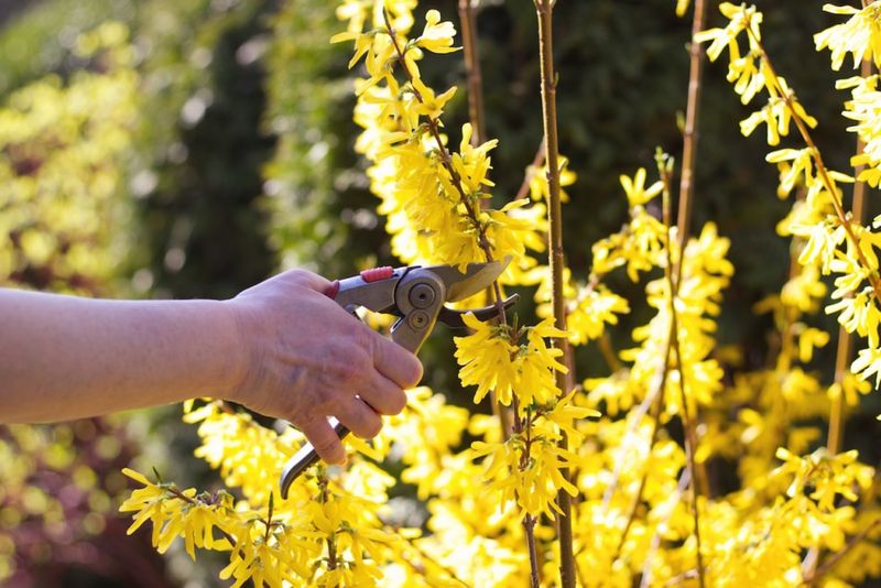 Wait To Cut Forsythia Until After Its Glory
